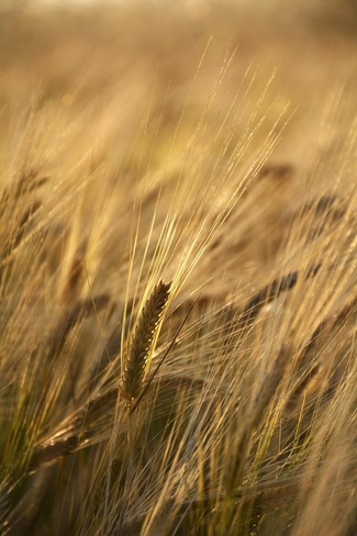 Tuleentunutta viljaa pellolla